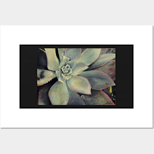 Succulent 2 Posters and Art